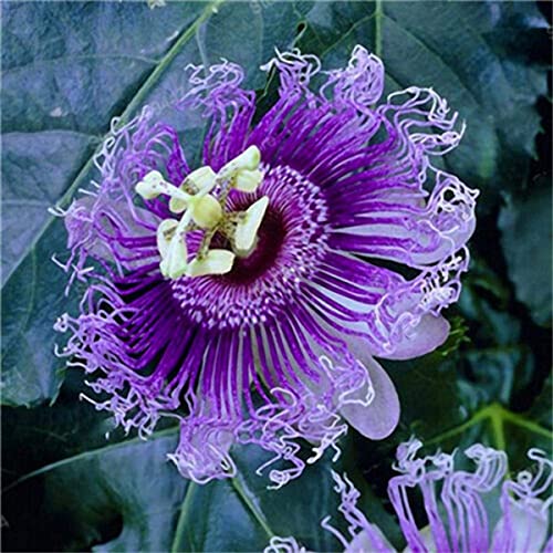 Seeds Of Strength 50pcs Passion Flower Seeds Garden Rare Passiflora Incarnata Potted Plants Seeds