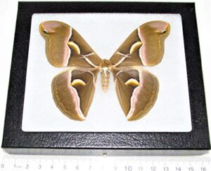 bicbugs samia cynthia saturn moth china framed