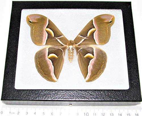 BicBugs Samia Cynthia Saturn Moth China Framed