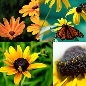 black eyed susan seeds for planting, 5000 seeds, giving you beautiful black eyed susan flowers, non-gmo, heirloom seed varieties