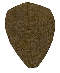 awesome aquatic betta/shrimp leaves 50 mini 2" premium catappa indian almond leaves natural habitat tannin producing improves immunity, easy to use