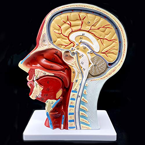 Human Head Anatomical Model Life-Size Nasal Cavity Throat Brain Anatomy for Science Classroom Study Display Teaching Model