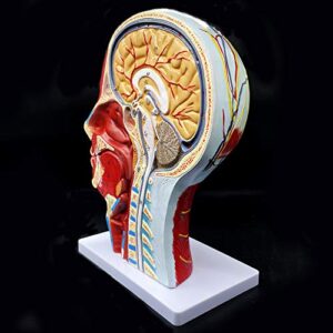 Human Head Anatomical Model Life-Size Nasal Cavity Throat Brain Anatomy for Science Classroom Study Display Teaching Model