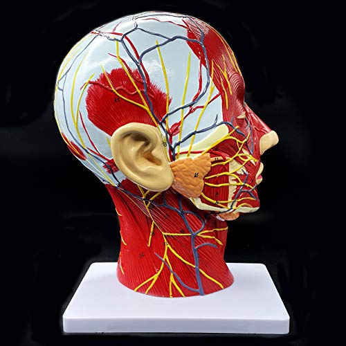 Human Head Anatomical Model Life-Size Nasal Cavity Throat Brain Anatomy for Science Classroom Study Display Teaching Model