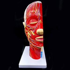 Human Head Anatomical Model Life-Size Nasal Cavity Throat Brain Anatomy for Science Classroom Study Display Teaching Model