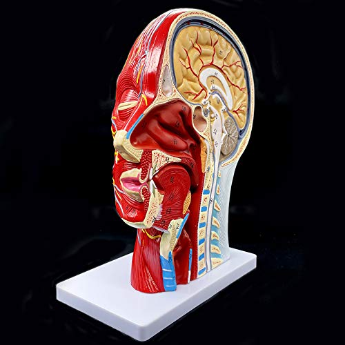 Human Head Anatomical Model Life-Size Nasal Cavity Throat Brain Anatomy for Science Classroom Study Display Teaching Model