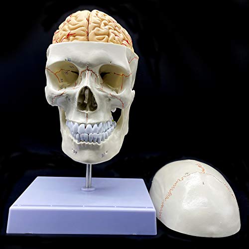 Human Skull with Brain and Cervical Vertebra Anatomical Model Life-Size Anatomy for Science Classroom Study Display Teaching Model