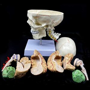 Human Skull with Brain and Cervical Vertebra Anatomical Model Life-Size Anatomy for Science Classroom Study Display Teaching Model