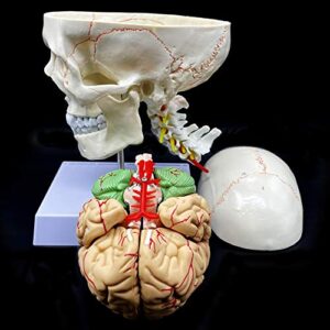 Human Skull with Brain and Cervical Vertebra Anatomical Model Life-Size Anatomy for Science Classroom Study Display Teaching Model