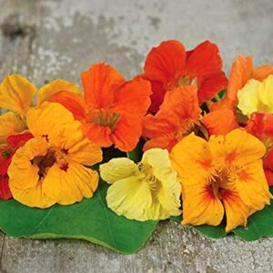 Tall Trailing Mix Nasturtium - 100 Seeds - Made in USA, Ships from Iowa.