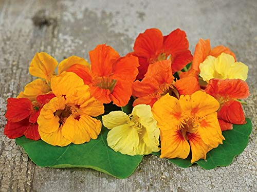 Tall Trailing Mix Nasturtium - 100 Seeds - Made in USA, Ships from Iowa.