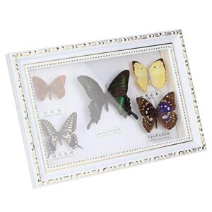 xianshi Butterflies Specimen, Home Ornament 7.7 * 11.6 * 1.6 in 5pcs Butterflies Real Butterflies Specimens Home Decor Specimen, Birthday Gift for Friends Colleagues(White Box)