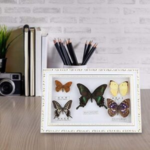 xianshi Butterflies Specimen, Home Ornament 7.7 * 11.6 * 1.6 in 5pcs Butterflies Real Butterflies Specimens Home Decor Specimen, Birthday Gift for Friends Colleagues(White Box)
