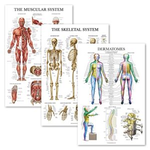 palace learning 3 pack - muscle + skeleton + dermatomes anatomy poster set - muscular and skeletal system anatomical charts - laminated - 18" x 24"