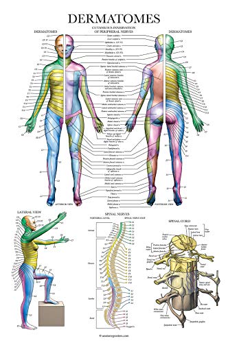 Palace Learning 3 Pack - Muscle + Skeleton + Dermatomes Anatomy Poster Set - Muscular and Skeletal System Anatomical Charts - Laminated - 18" x 24"