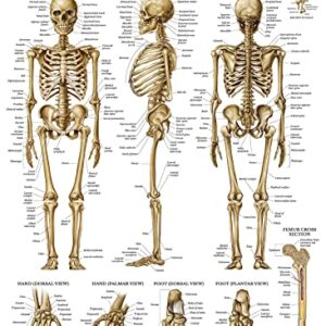 Palace Learning 3 Pack - Muscle + Skeleton + Dermatomes Anatomy Poster Set - Muscular and Skeletal System Anatomical Charts - Laminated - 18" x 24"