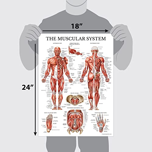 Palace Learning 3 Pack - Muscle + Skeleton + Dermatomes Anatomy Poster Set - Muscular and Skeletal System Anatomical Charts - Laminated - 18" x 24"