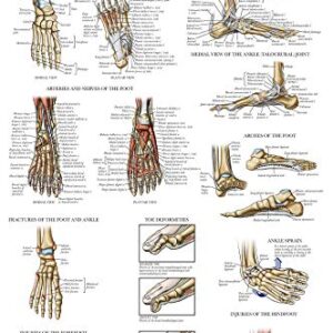 Palace Learning 3 Pack - Muscle + Skeleton + Anatomy & Injuries of the Foot and Ankle Poster Set - Muscular and Skeletal System Anatomical Charts - Laminated - 18" x 24"