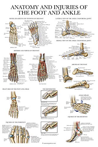 Palace Learning 3 Pack - Muscle + Skeleton + Anatomy & Injuries of the Foot and Ankle Poster Set - Muscular and Skeletal System Anatomical Charts - Laminated - 18" x 24"