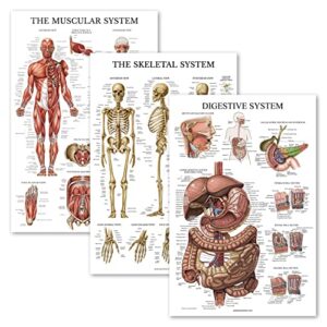 palace learning 3 pack - muscle + skeleton + digestive system anatomy poster set - muscular and skeletal system anatomical charts - laminated - 18" x 24"