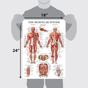 Palace Learning 3 Pack - Muscle + Skeleton + Digestive System Anatomy Poster Set - Muscular and Skeletal System Anatomical Charts - Laminated - 18" x 24"