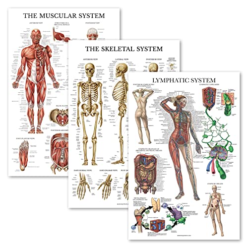 3 Pack - Muscle + Skeleton + Lymphatic System Anatomy Poster Set - Muscular and Skeletal System Anatomical Charts - Laminated - 18" x 24"