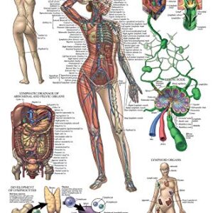 3 Pack - Muscle + Skeleton + Lymphatic System Anatomy Poster Set - Muscular and Skeletal System Anatomical Charts - Laminated - 18" x 24"