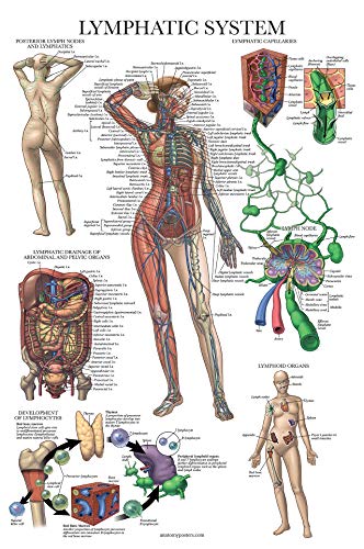 3 Pack - Muscle + Skeleton + Lymphatic System Anatomy Poster Set - Muscular and Skeletal System Anatomical Charts - Laminated - 18" x 24"