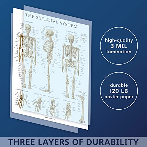 3 Pack - Muscle + Skeleton + Lymphatic System Anatomy Poster Set - Muscular and Skeletal System Anatomical Charts - Laminated - 18" x 24"