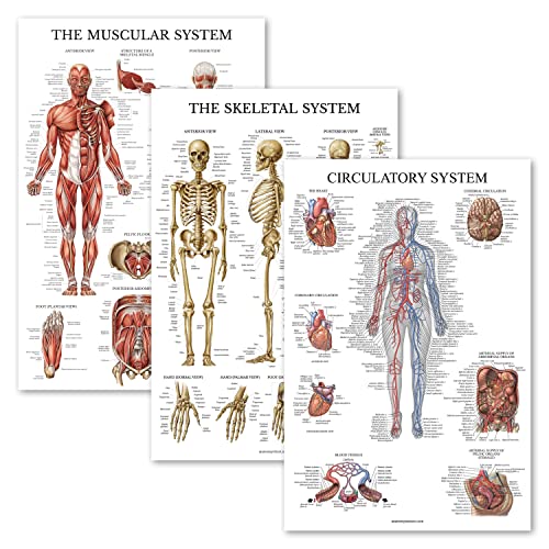 Palace Learning 3 Pack - Muscle + Skeleton + Circulatory System Anatomy Poster Set - Muscular and Skeletal System Anatomical Charts - Laminated - 18" x 24"