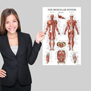 Palace Learning 3 Pack - Muscle + Skeleton + Circulatory System Anatomy Poster Set - Muscular and Skeletal System Anatomical Charts - Laminated - 18" x 24"