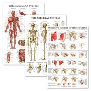 palace learning 3 pack - muscle + skeleton + anatomy & injuries of the shoulder poster set - muscular and skeletal system anatomical charts - laminated - 18" x 24"