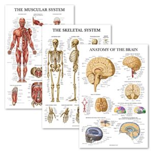 palace learning 3 pack - muscle + skeleton + brain anatomy poster set - muscular and skeletal system anatomical charts - laminated - 18" x 24"