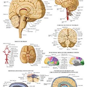 Palace Learning 3 Pack - Muscle + Skeleton + Brain Anatomy Poster Set - Muscular and Skeletal System Anatomical Charts - Laminated - 18" x 24"