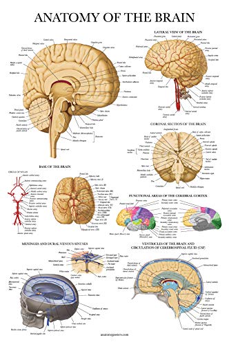 Palace Learning 3 Pack - Muscle + Skeleton + Brain Anatomy Poster Set - Muscular and Skeletal System Anatomical Charts - Laminated - 18" x 24"