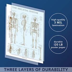 Palace Learning 3 Pack - Muscle + Skeleton + Brain Anatomy Poster Set - Muscular and Skeletal System Anatomical Charts - Laminated - 18" x 24"