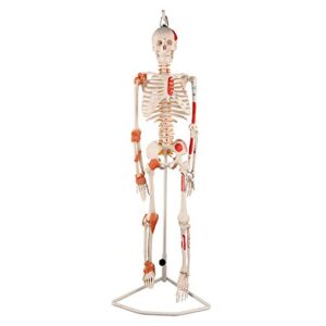 ultrassist human skeleton model, 33.5" half life size skeleton replica with spinal nerves, muscle insertion and origin points, includes joint ligaments for human anatomy study, hanging style
