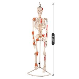 Ultrassist Human Skeleton Model, 33.5" Half Life Size Skeleton Replica with Spinal Nerves, Muscle Insertion and Origin Points, Includes Joint Ligaments for Human Anatomy Study, Hanging Style