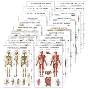 20 pack - anatomical posters - paper (not laminated) - muscular, skeletal, digestive, respiratory, circulatory, endocrine, lymphatic, male & female, nervous, spinal nerves, anatomy charts - 18" x 24"