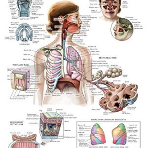 20 Pack - Anatomical Posters - Paper (Not Laminated) - Muscular, Skeletal, Digestive, Respiratory, Circulatory, Endocrine, Lymphatic, Male & Female, Nervous, Spinal Nerves, Anatomy Charts - 18" x 24"