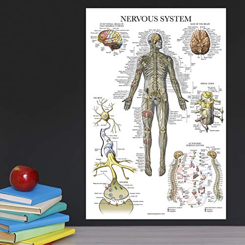 20 Pack - Anatomical Posters - Paper (Not Laminated) - Muscular, Skeletal, Digestive, Respiratory, Circulatory, Endocrine, Lymphatic, Male & Female, Nervous, Spinal Nerves, Anatomy Charts - 18" x 24"