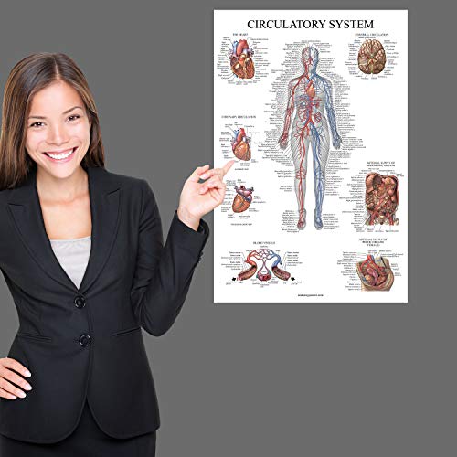 20 Pack - Anatomical Posters - Paper (Not Laminated) - Muscular, Skeletal, Digestive, Respiratory, Circulatory, Endocrine, Lymphatic, Male & Female, Nervous, Spinal Nerves, Anatomy Charts - 18" x 24"