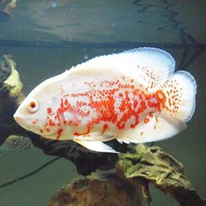 albino tiger oscar cichlid 2" live tropical fish for tank or aquarium fish