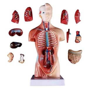11inch human torso body model,anatomy medical internal organs teaching tools,15removable parts