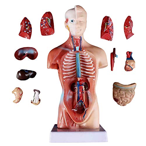 11inch Human Torso Body Model,Anatomy Medical Internal Organs Teaching Tools,15Removable Parts