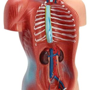 11inch Human Torso Body Model,Anatomy Medical Internal Organs Teaching Tools,15Removable Parts