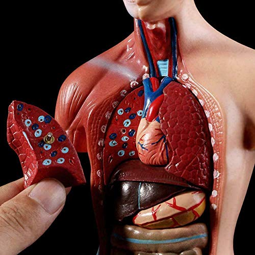 11inch Human Torso Body Model,Anatomy Medical Internal Organs Teaching Tools,15Removable Parts