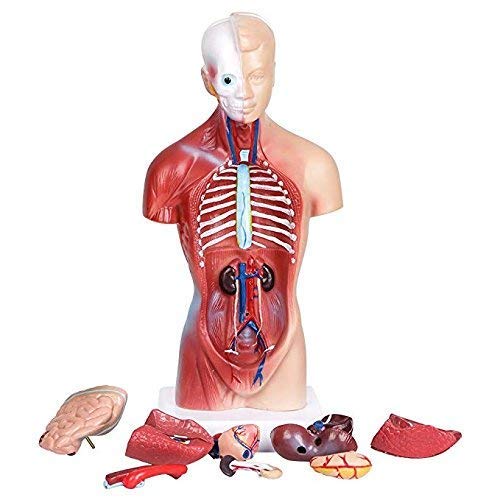 11inch Human Torso Body Model,Anatomy Medical Internal Organs Teaching Tools,15Removable Parts