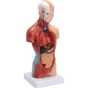 11inch Human Torso Body Model,Anatomy Medical Internal Organs Teaching Tools,15Removable Parts