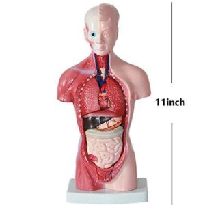 11inch Human Torso Body Model,Anatomy Medical Internal Organs Teaching Tools,15Removable Parts